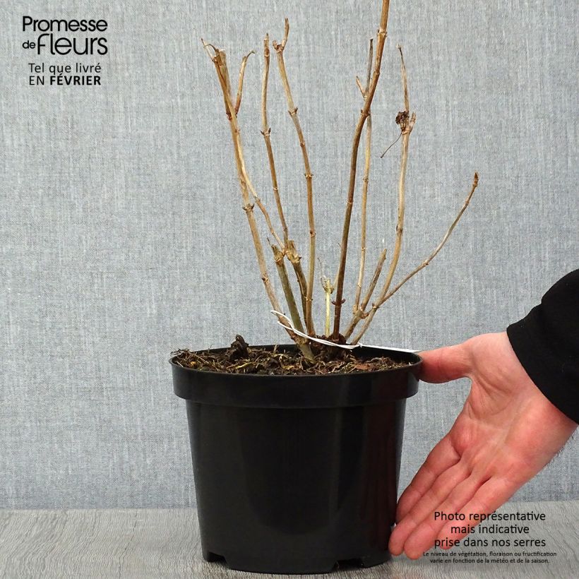 Spécimen de Hortensia arborescens Hills Of Snow Pot de 2L/3L tel que livré en hiver