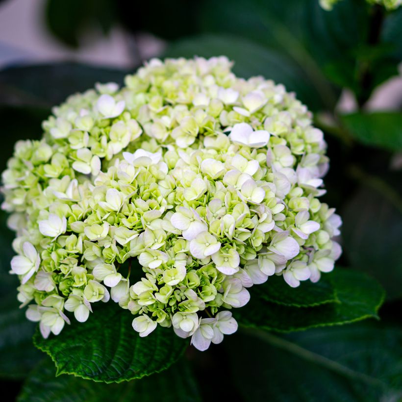 Hortensia arborescens Lime Rickey (Floraison)