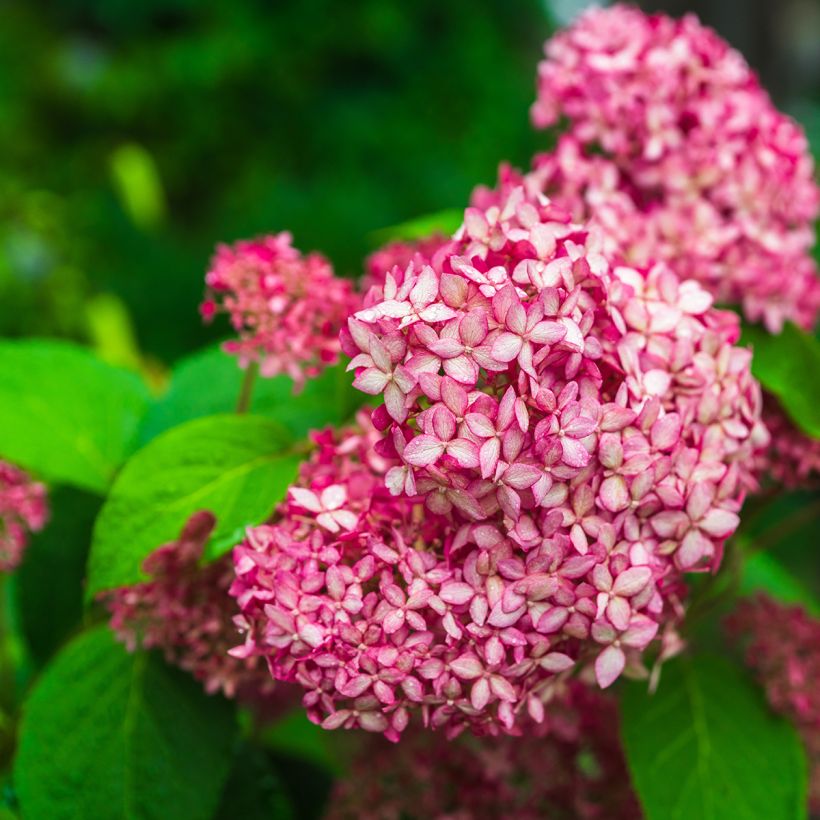 Hortensia arborescens Pink Annabelle ou Invincibelle (Floraison)