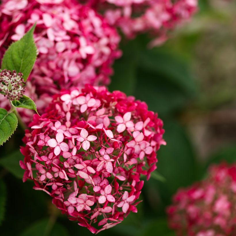 Hortensia arborescens Ruby Annabelle (Floraison)