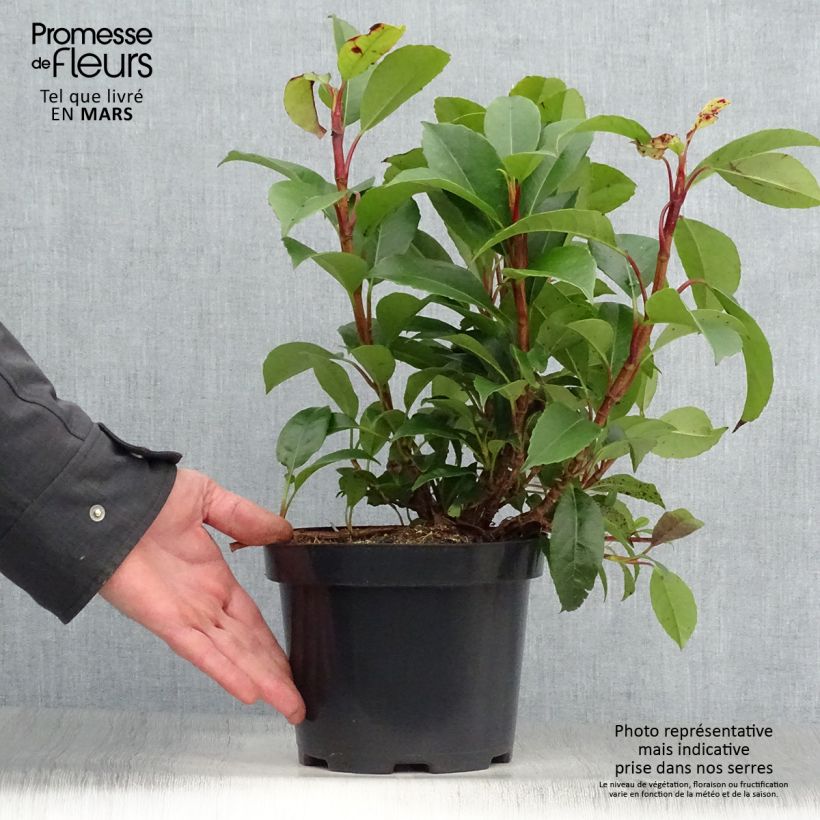 Spécimen de Hortensia grimpant - Hydrangea Semiola Pot de 2L/3L tel que livré au printemps