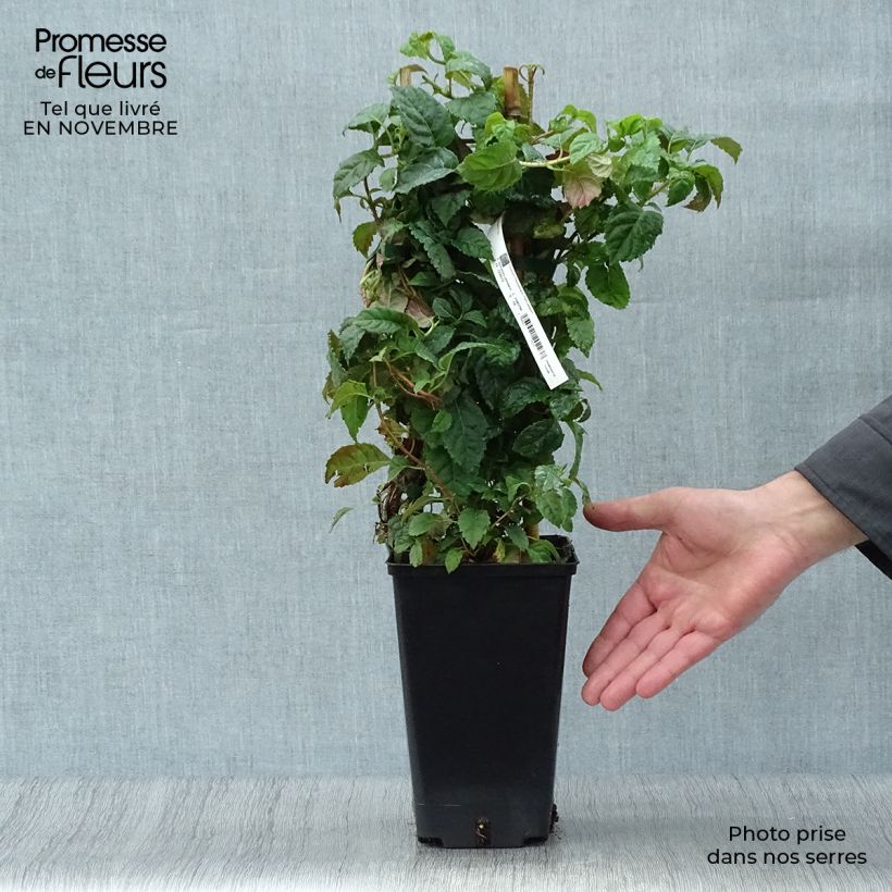 Spécimen de Hortensia grimpant - Hydrangea petiolaris Winter Surprise Pot de 2L/3L tel que livré en automne