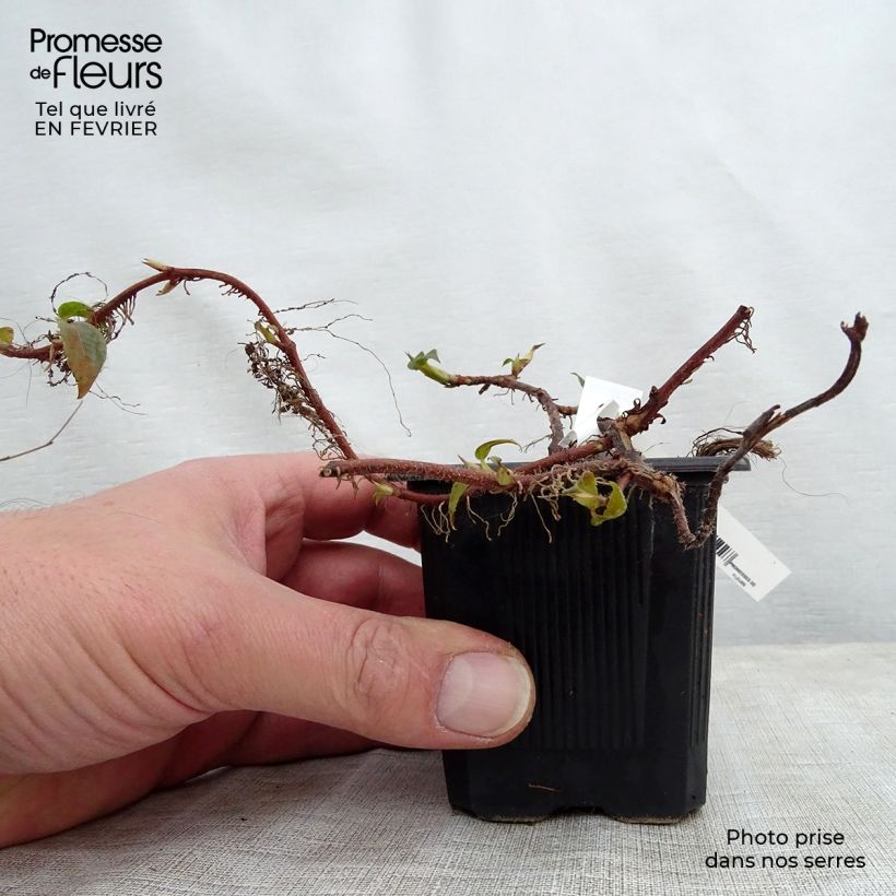 Spécimen de Hortensia grimpant - Hydrangea petiolaris Godet de 8/9 cm tel que livré en hiver