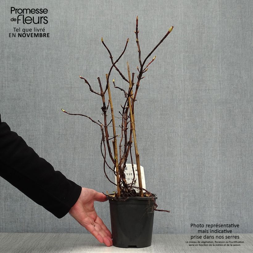 Spécimen de Hortensia grimpant - Hydrangea petiolaris Pot de 2L/3L tel que livré en automne