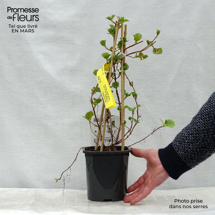 Spécimen de Hortensia grimpant - Hydrangea petiolaris Pot de 2L/3L tel que livré en hiver