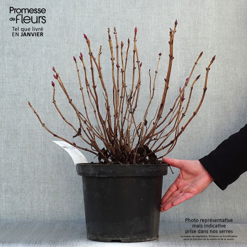 Spécimen de Hortensia macrophylla Alpenglühen Pot de 7,5L/10L tel que livré en hiver