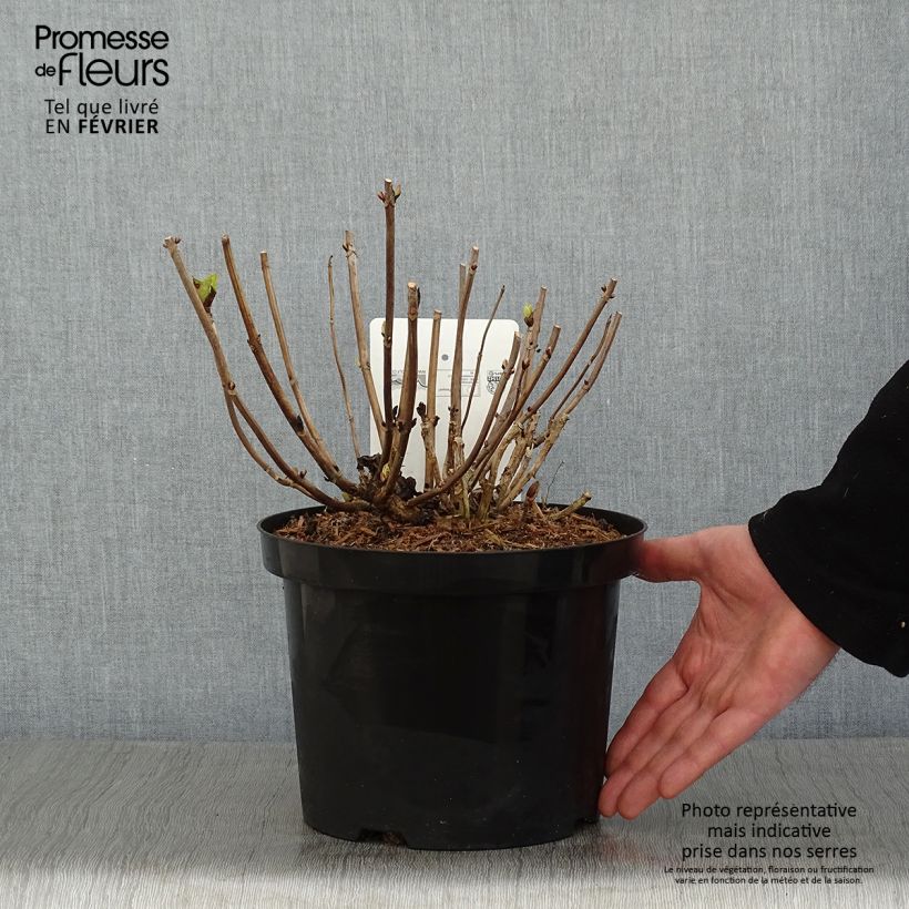 Spécimen de Hortensia macrophylla Ankong Pot de 4L/5L tel que livré en hiver