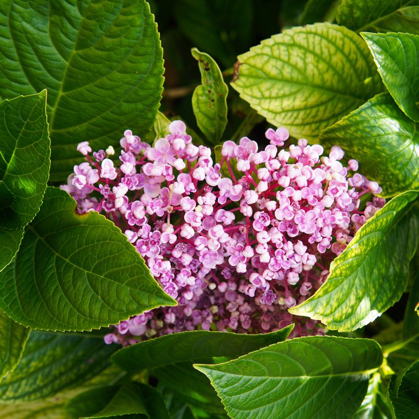 Hortensia macrophylla Ayesha (Feuillage)