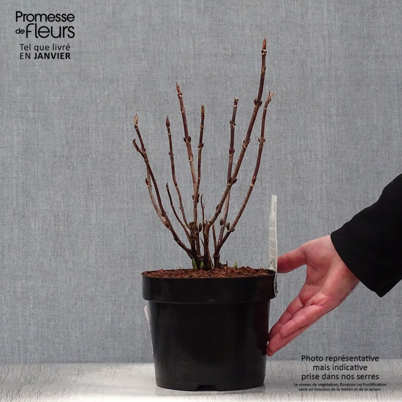 Spécimen de Hortensia macrophylla Cloudi Pot de 3L/4L tel que livré en hiver
