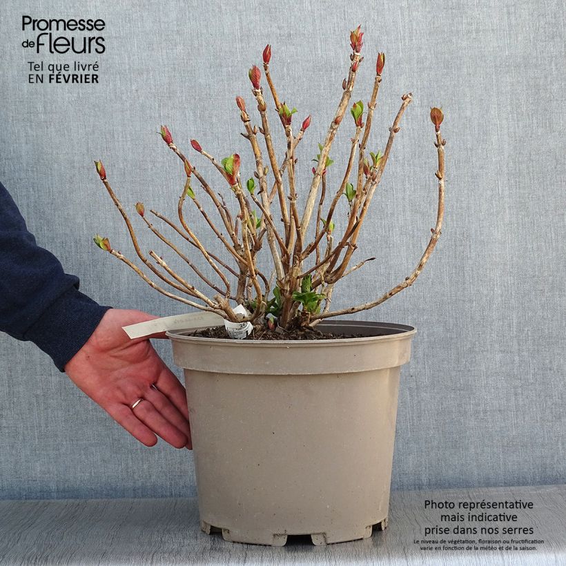 Spécimen de Hortensia macrophylla Eughen Hahn Pot de 7,5L/10L tel que livré en hiver
