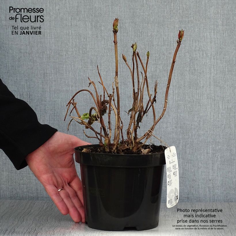 Spécimen de Hortensia macrophylla King George V Pot de 2L/3L tel que livré en hiver