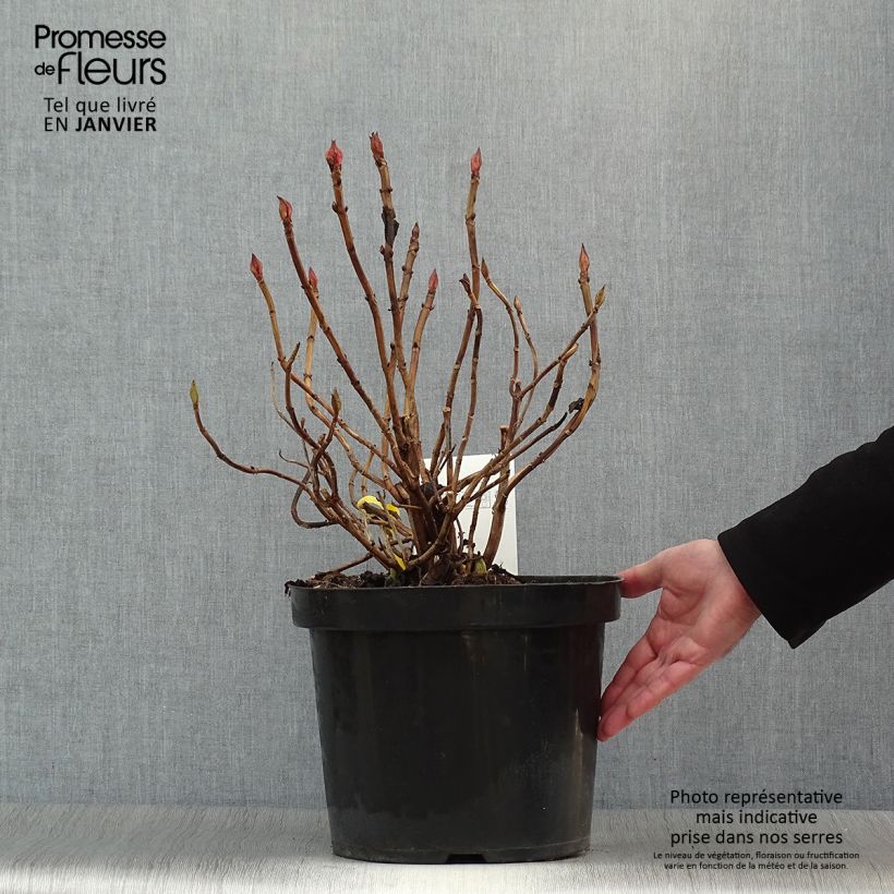 Spécimen de Hortensia macrophylla King George V Pot de 7,5L/10L tel que livré en hiver