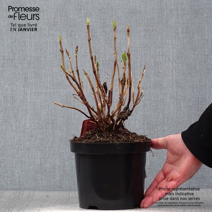 Spécimen de Hortensia macrophylla Lanarth White Pot de 2L/3L tel que livré en hiver