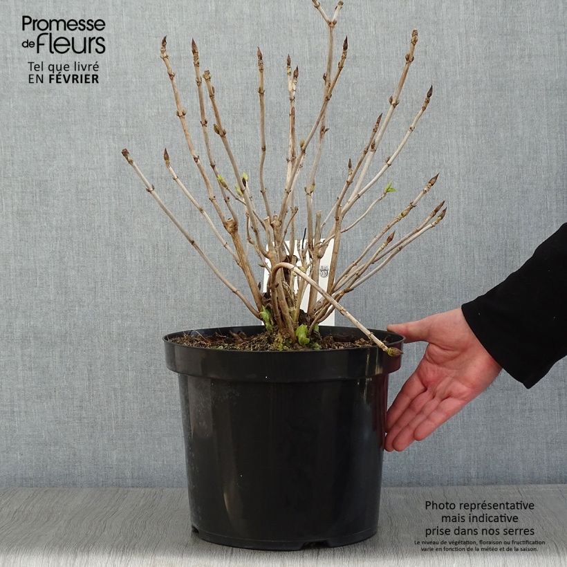 Spécimen de Hortensia macrophylla Lanarth White Pot de 7,5L/10L tel que livré en hiver