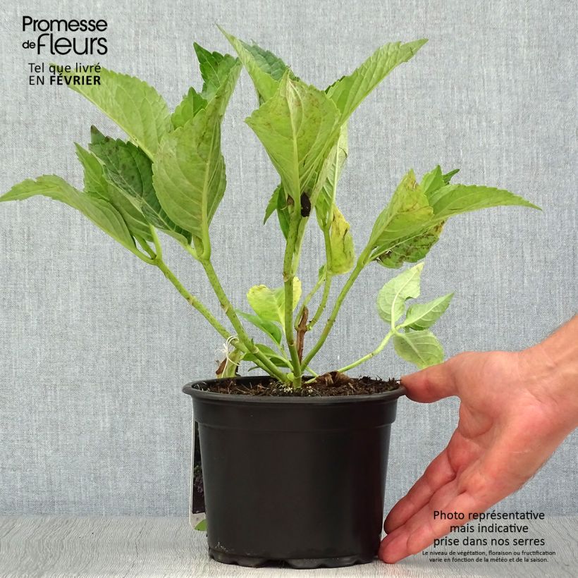 Spécimen de Hortensia macrophylla Mariesii Perfecta Pot de 2L/3L tel que livré en automne