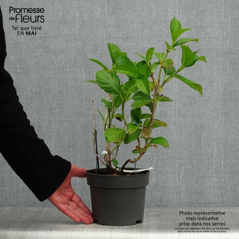 Spécimen de Hortensia macrophylla Mariesii Perfecta Pot de 2L/3L tel que livré au printemps