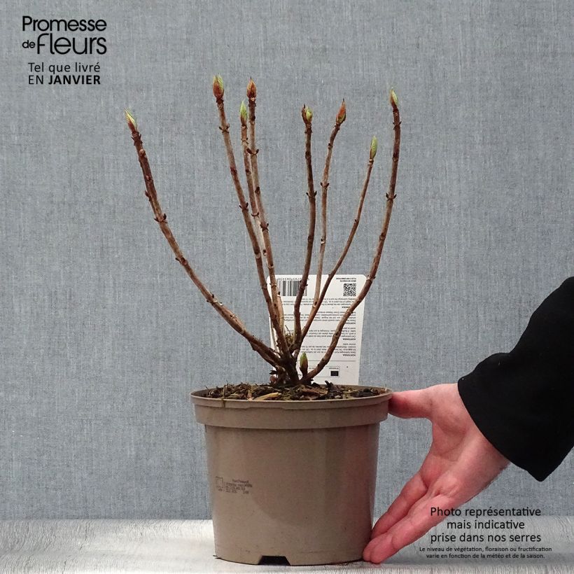 Spécimen de Hortensia macrophylla Sibilla Pot de 2L/3L tel que livré en hiver