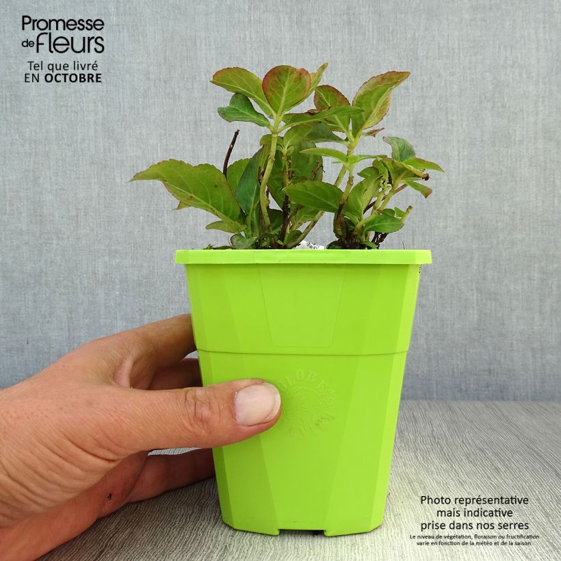 Spécimen de Hortensia - Hydrangea macrophylla Miss Saori Pot de 1L/1,5L tel que livré en automne