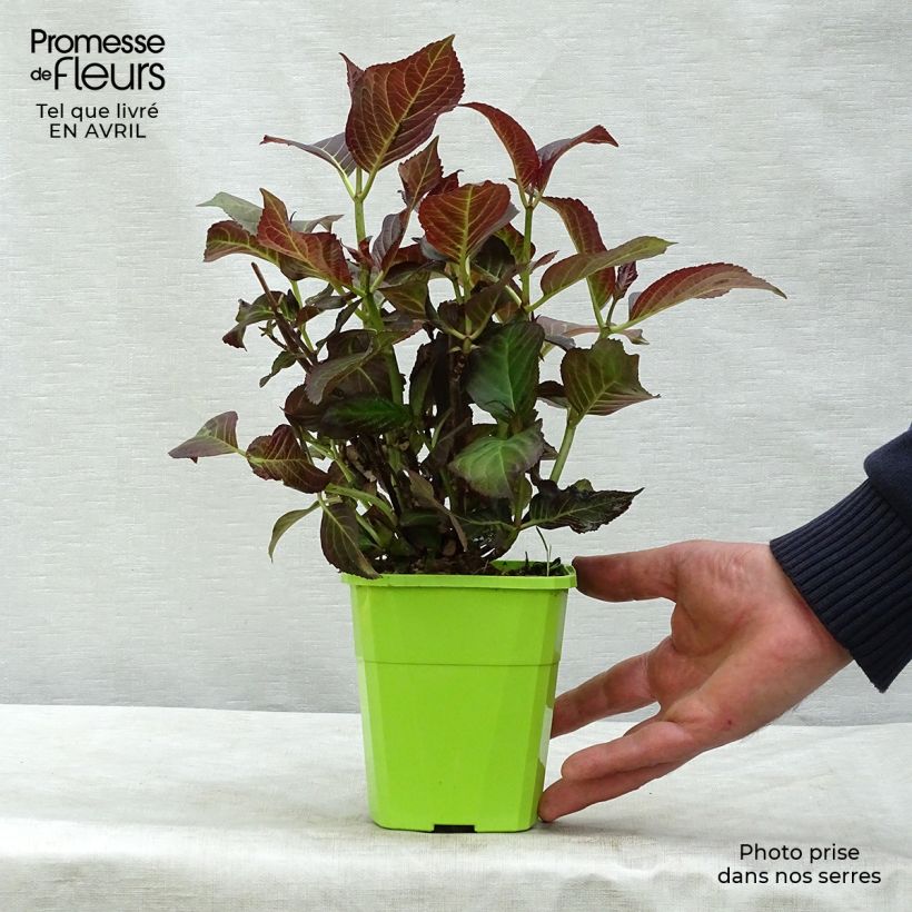 Spécimen de Hortensia - Hydrangea macrophylla Miss Saori Pot de 1L/1,5L tel que livré au printemps