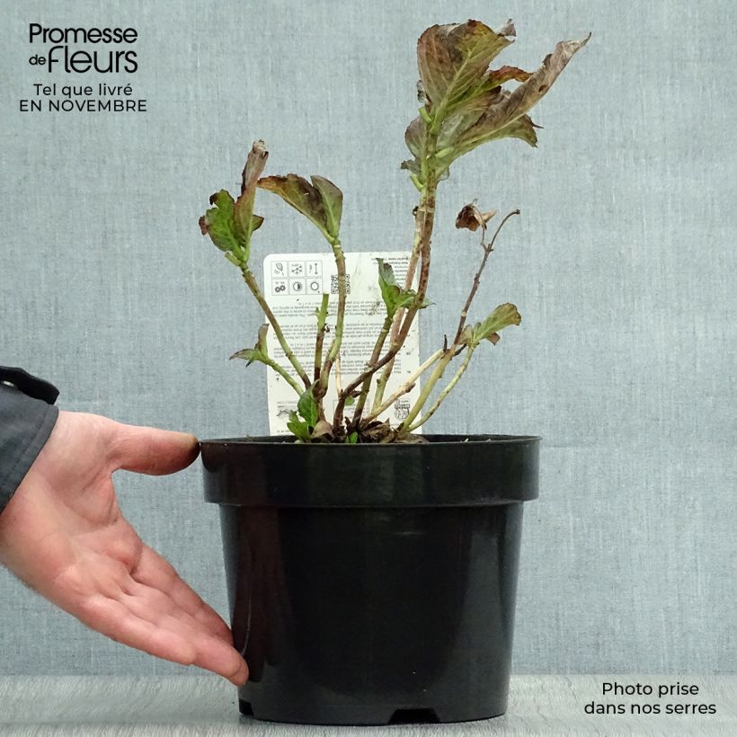 Spécimen de Hortensia - Hydrangea macrophylla Miss Saori Pot de 2L/3L tel que livré en automne