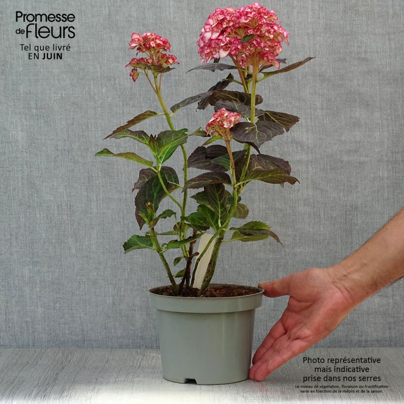 Spécimen de Hortensia - Hydrangea macrophylla Miss Saori Pot de 2L/3L tel que livré en été