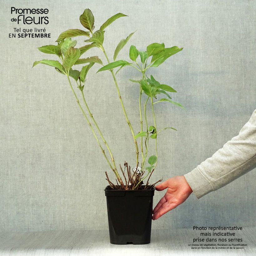 Spécimen de Hortensia - Hydrangea macrophylla Miss Saori Pot de 4L/5L tel que livré en automne
