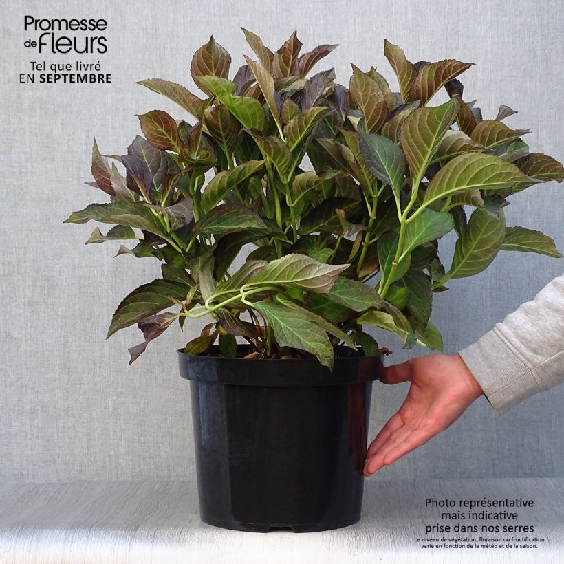 Spécimen de Hortensia - Hydrangea macrophylla Miss Saori Pot de 7,5L/10L tel que livré en automne