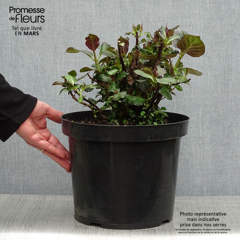 Spécimen de Hortensia - Hydrangea macrophylla Miss Saori Pot de 7,5L/10L tel que livré au printemps