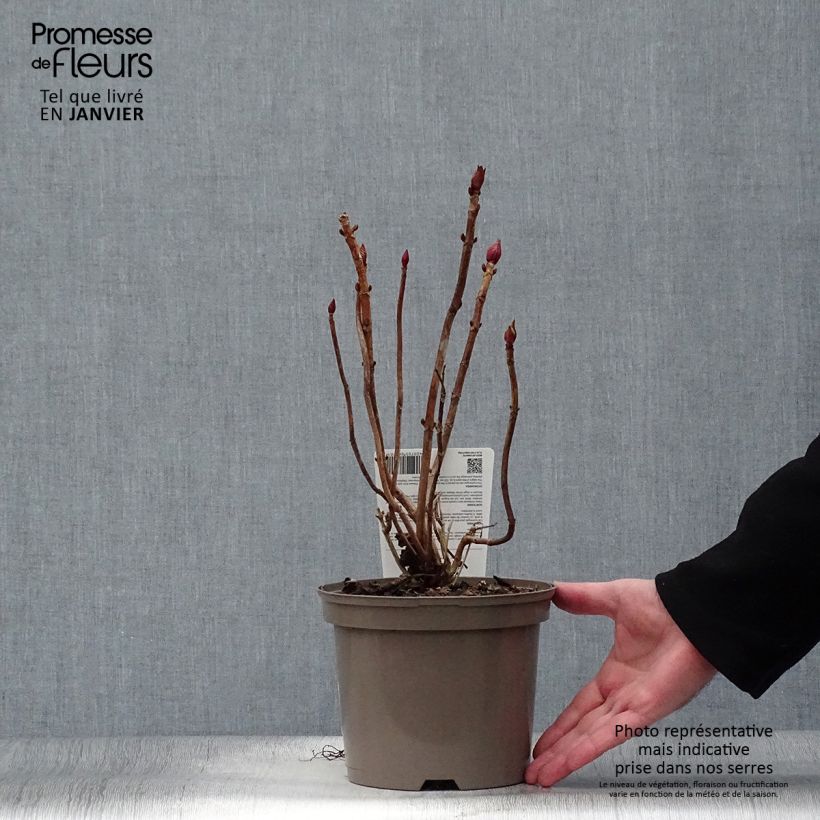 Spécimen de Hortensia macrophylla Rotkehlchen Pot de 2L/3L tel que livré en hiver