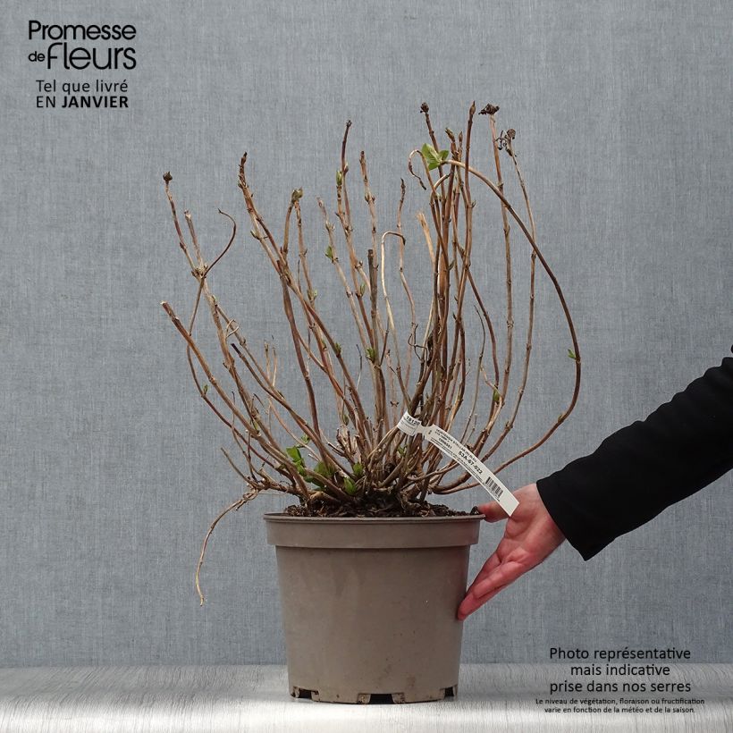 Spécimen de Hortensia macrophylla Stellar Bleu Pot de 7,5L/10L tel que livré en hiver