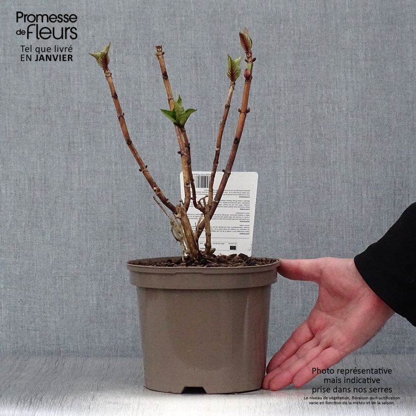 Spécimen de Hortensia macrophylla Teller Blue Pot de 2L/3L tel que livré en hiver