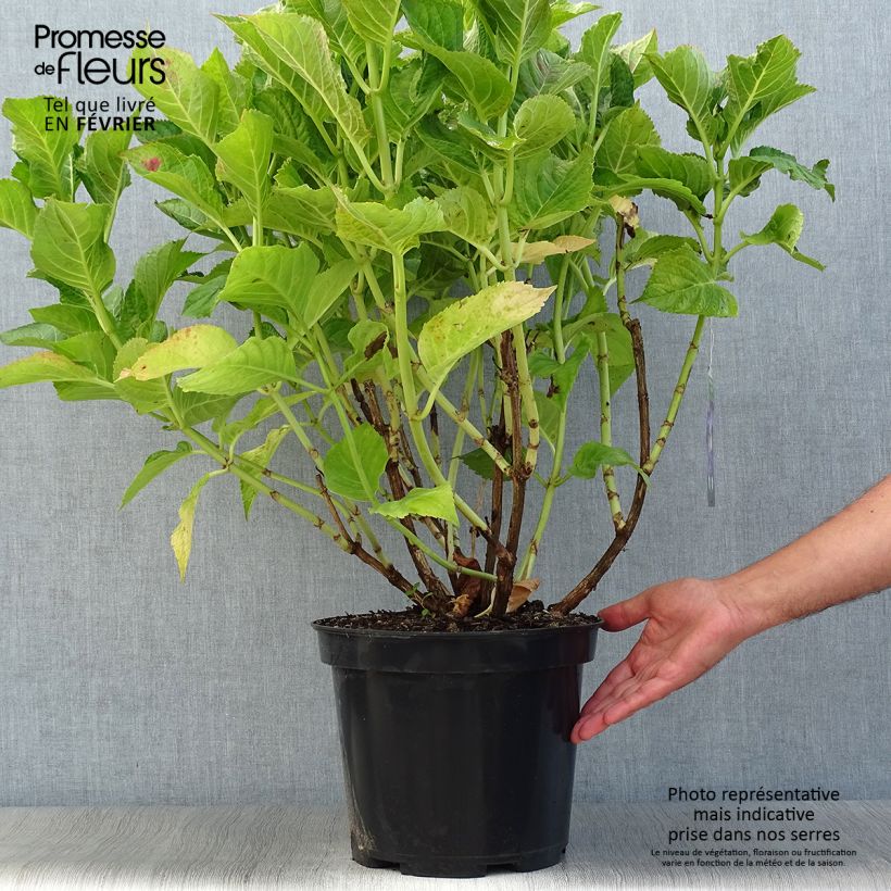 Spécimen de Hortensia macrophylla Teller Blue Pot de 7,5L/10L tel que livré en automne