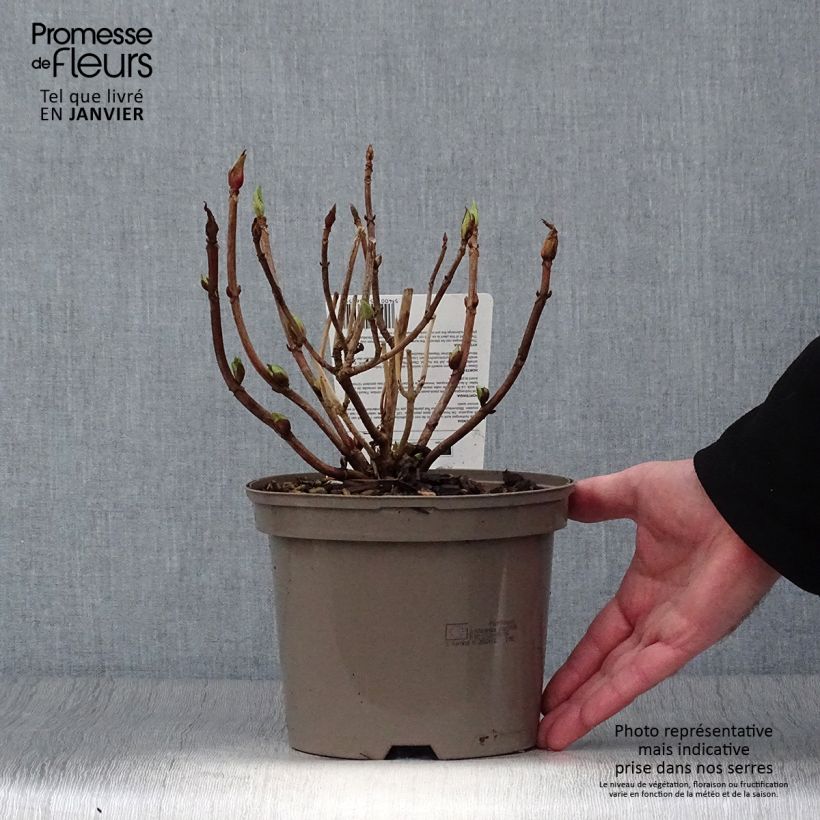 Spécimen de Hortensia macrophylla Teller Red Pot de 2L/3L tel que livré en hiver