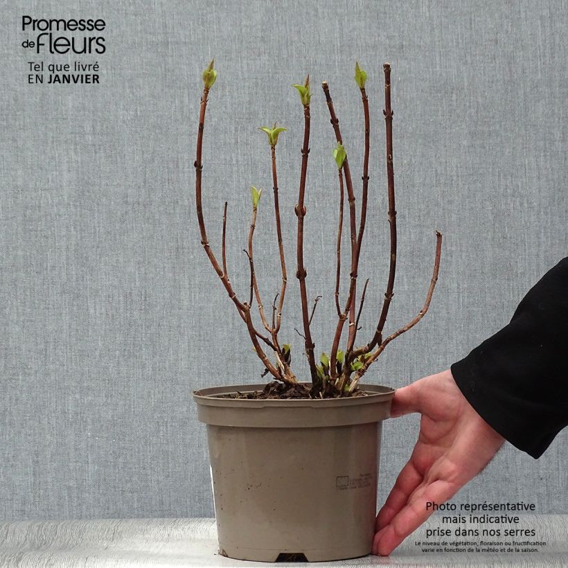 Spécimen de Hortensia macrophylla White Wave Pot de 2L/3L tel que livré en hiver