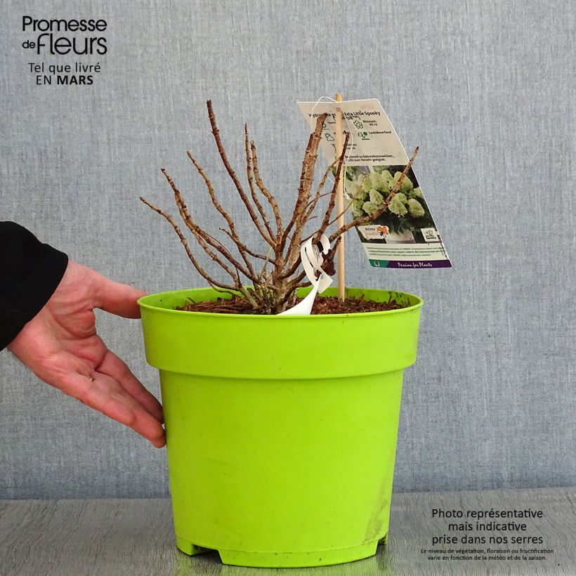 Spécimen de Hydrangea paniculata Little Spooky - Hortensia paniculé Pot de 3L/4L tel que livré en hiver