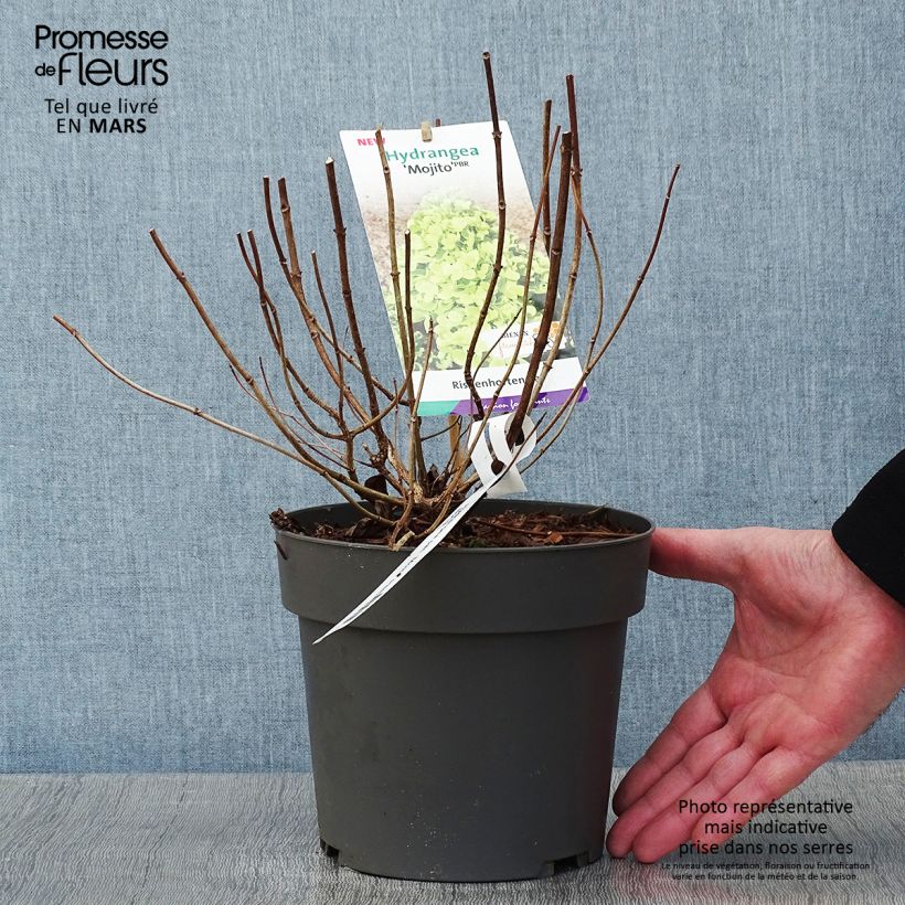 Spécimen de Hydrangea paniculata Mojito - Hortensia paniculé Pot de 3L/4L tel que livré en hiver