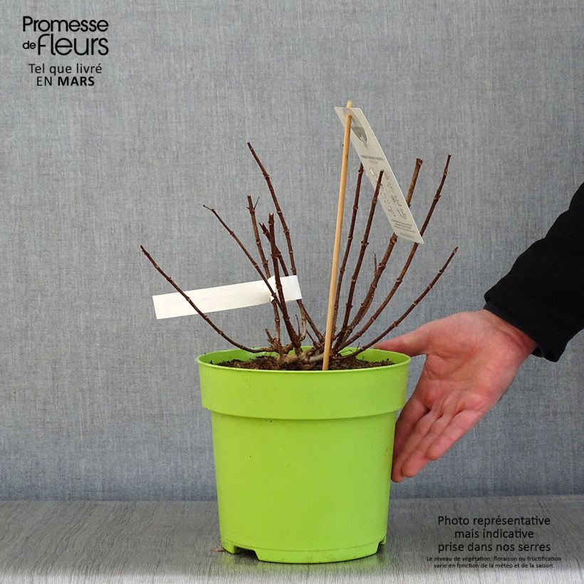 Spécimen de Hydrangea paniculata Petite Star - Hortensia paniculé Pot de 4L/5L tel que livré en hiver