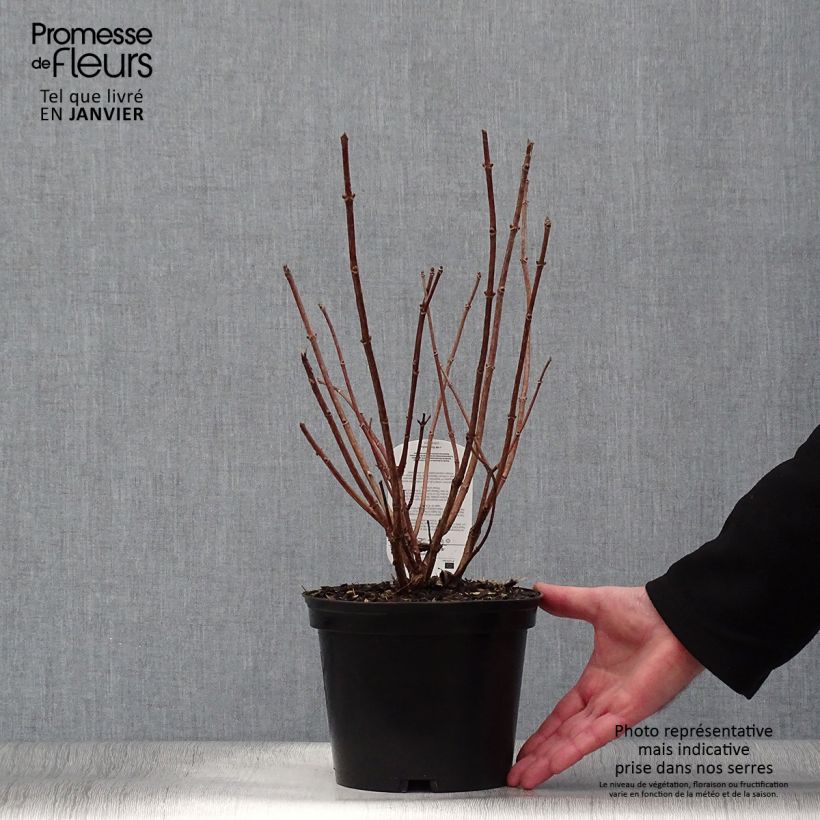 Spécimen de Hydrangea paniculata Dharuma - Hortensia paniculé Pot de 2L/3L tel que livré en hiver