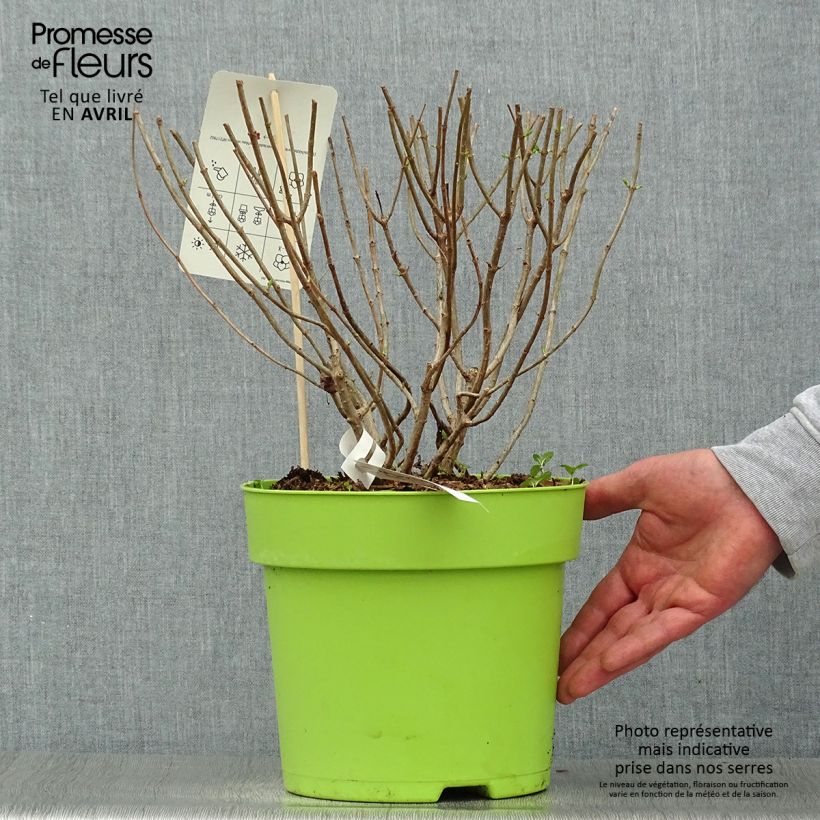 Spécimen de Hydrangea paniculata Pandora - Hortensia paniculé Pot de 6L/7L tel que livré au printemps