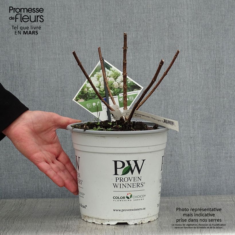 Spécimen de Hydrangea paniculata Fire Light - Hortensia paniculé Pot de 4L/5L tel que livré en hiver