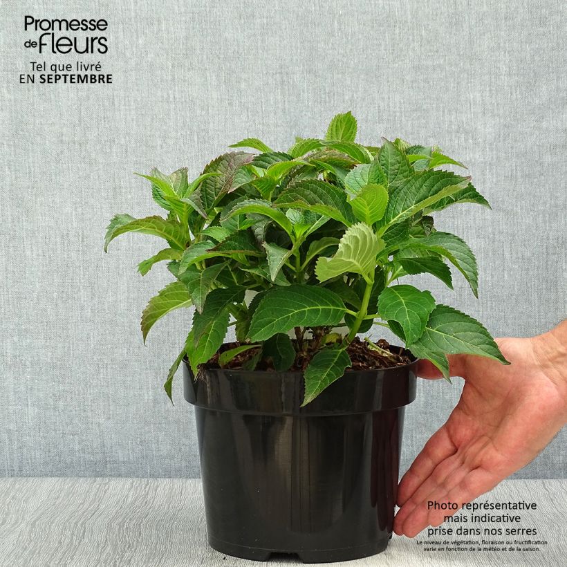 Spécimen de Hortensia serrata Annie's Blue Pot de 2L/3L tel que livré en automne