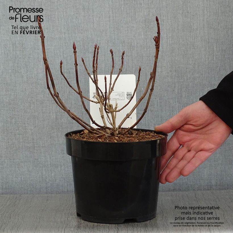 Spécimen de Hortensia serrata Annie's Blue Pot de 2L/3L tel que livré en hiver