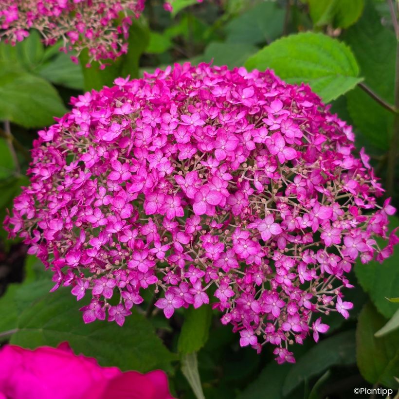 Hortensia arborescens Candybelle Winegum (Floraison)