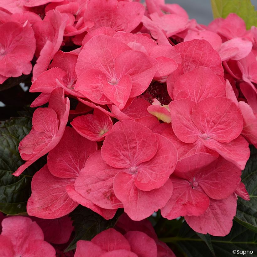 Hortensia - Hydrangea macrophylla Dolce Fragola (Floraison)