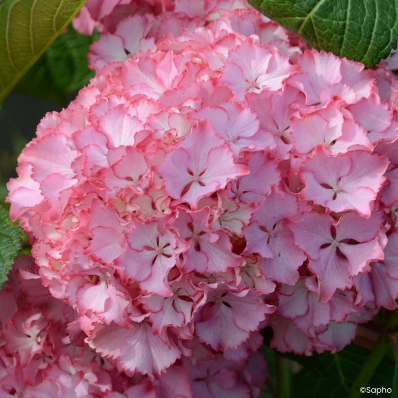Hortensia - Hydrangea macrophylla So Long Sunny (Floraison)