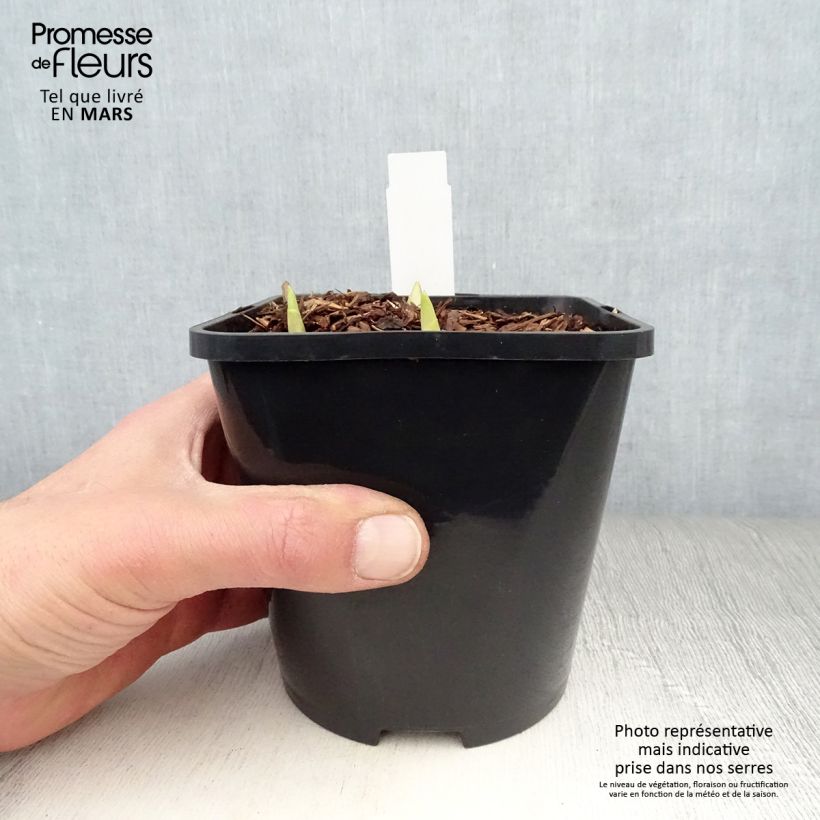 Amostra de Hosta Adorable Vaso de 1,5 L/2 L tal como entregue na primavera