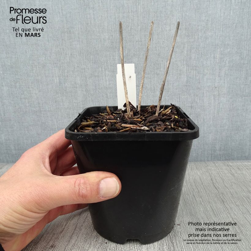 Spécimen de Hosta Allegan Fog Pot de 1,5L/2L tel que livré en hiver