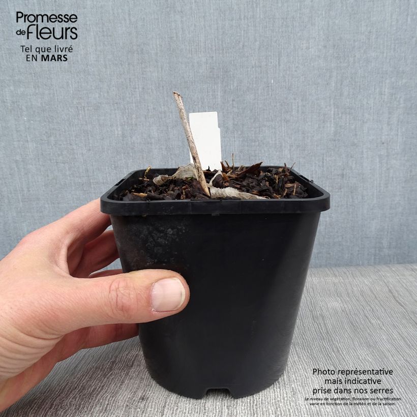 Spécimen de Hosta Alligator Alley Pot de 1,5L/2L tel que livré en hiver