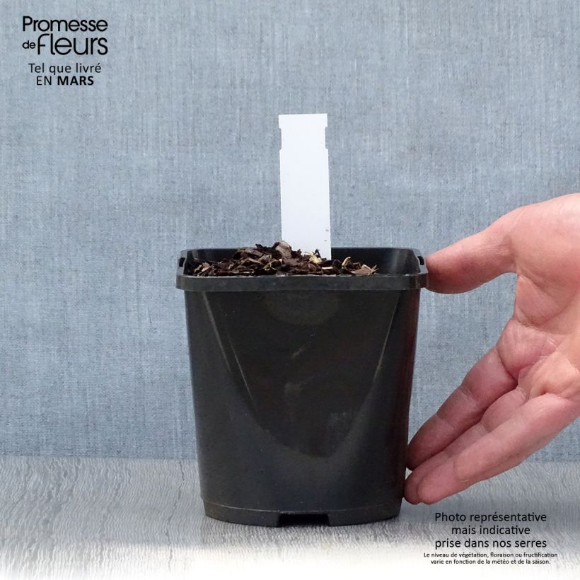 Spécimen de Hosta Almost Pot de 1,5L/2L tel que livré au printemps