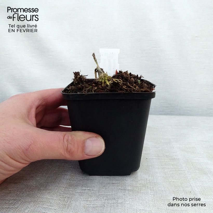 Spécimen de Hosta August Moon Godet de 8/9 cm tel que livré en hiver